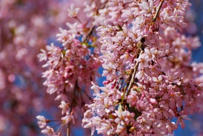 Prunus subhirtella 'Pendula' - višeň chloupkatá - květ detail